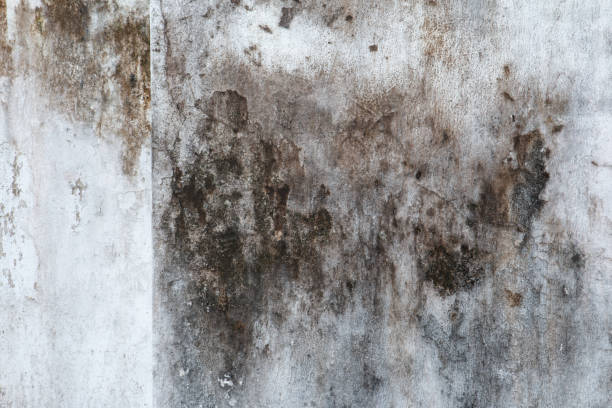 Best Biohazard Mold Removal  in Kaunakakai, HI