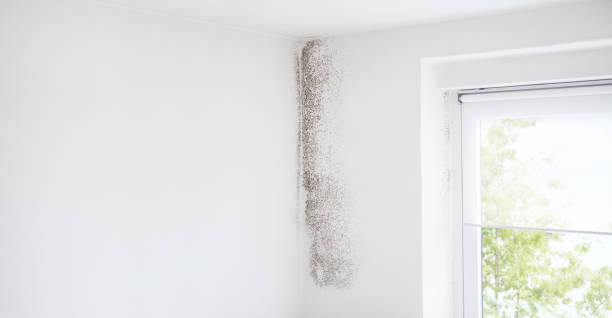 Best Crawl Space Mold Remediation  in Kaunakakai, HI